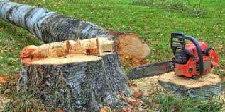 Best Tree Cabling and Bracing  in Vado, NM