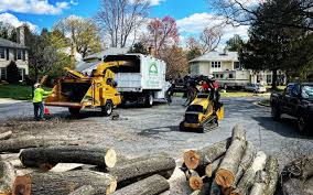 Best Tree Risk Assessment  in Vado, NM