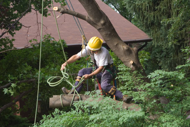 Trusted Vado, NM Tree Care Experts