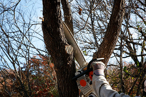 How Our Tree Care Process Works  in  Vado, NM