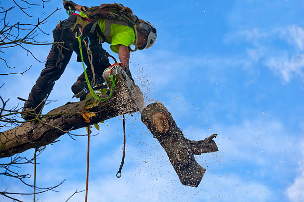  Vado, NM Tree Care Pros