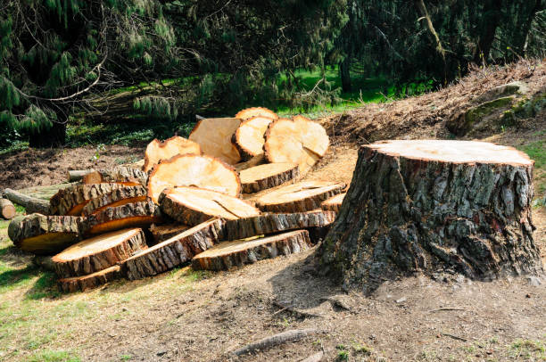 Best Hazardous Tree Removal  in Vado, NM